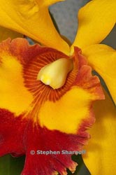 brassolaeliocattleya hualet thumbnail graphic